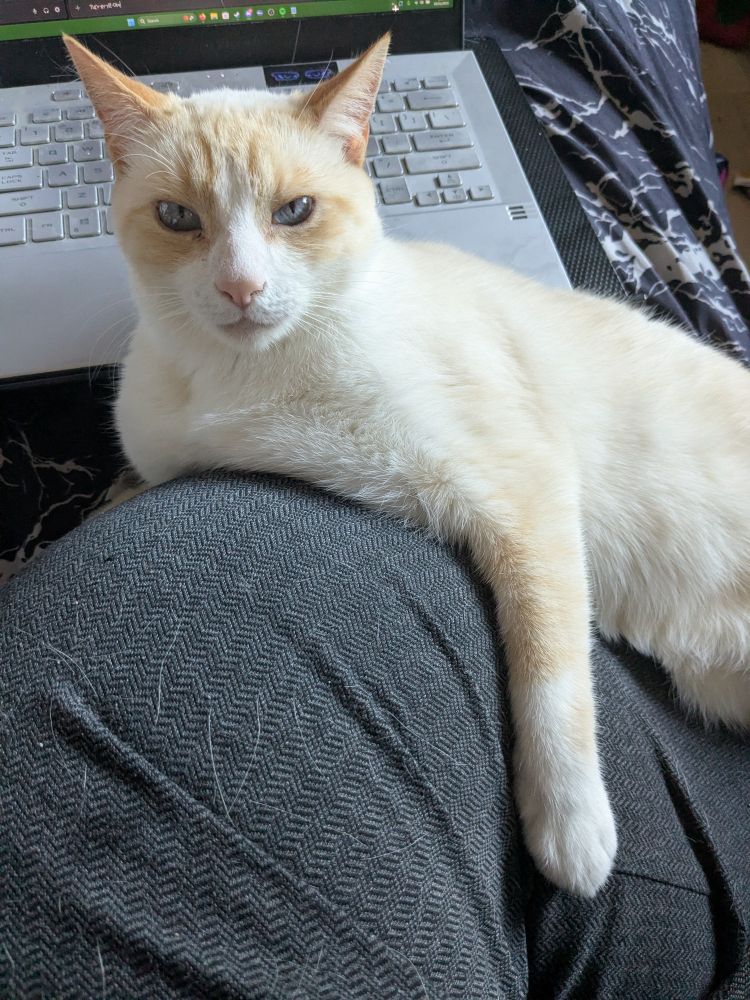 cat with an annoyed expression because i stopped petting his clingy self to take a photo 
flame point markings in a cream body with blue eyes clinging to some nice dress pants
