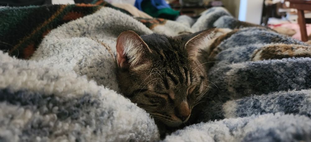 Closeup of the face of a sleeping tabby