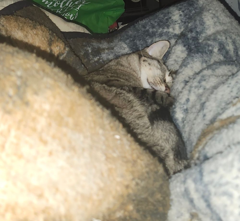 Curled up gray tabby, sound asleep 