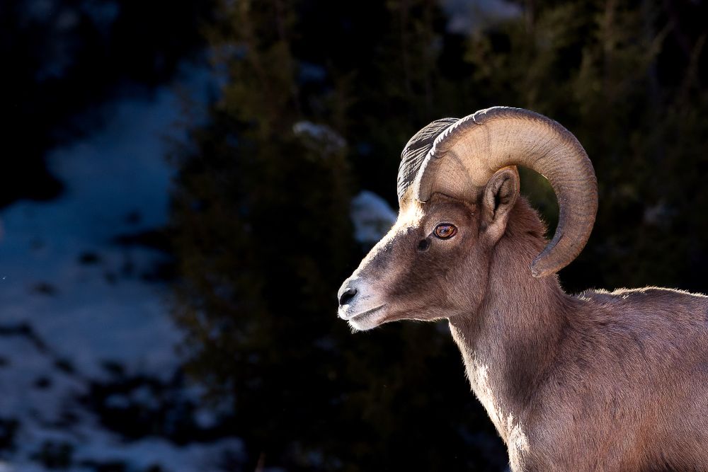 Bighorn sheep in the snow looking forward to the left of the frame.