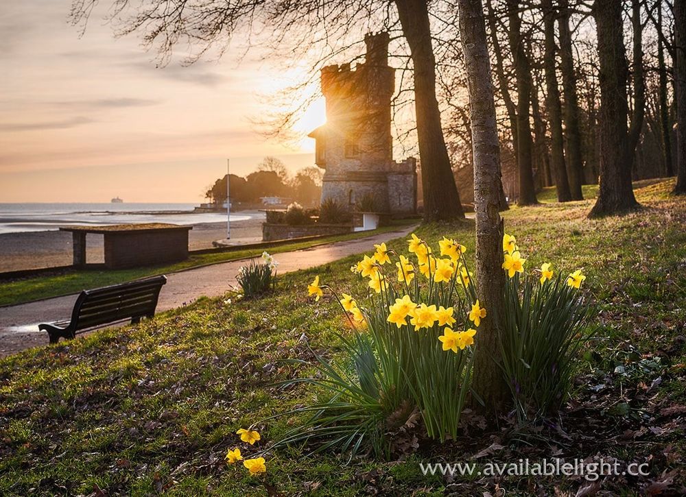 Yellow daffodils in bloom beside a Folly. The building appears like a small fairytale castle, it looks like a turret minus the rest of a castle. The sun has just risen and a burst of light bounces off the tower. A beach sits beyond.