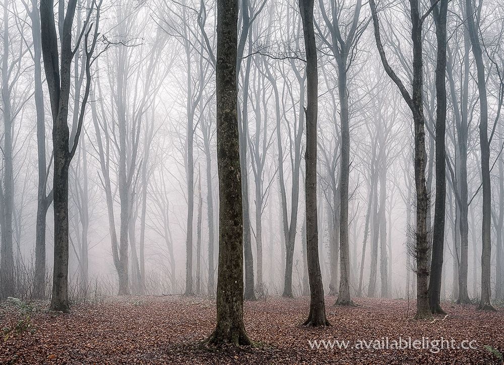 An almost black and white image, but with copper coloured fallen leaves on the ground in a foggy woodland. 