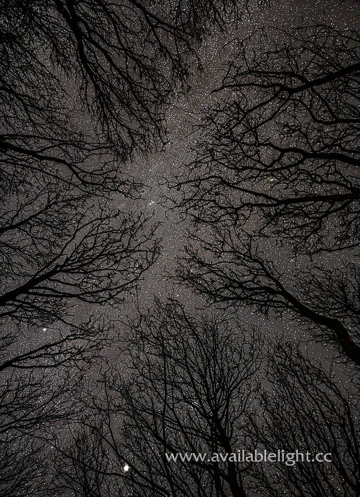 A sky full of stars viewed from underneath several silhouetted trees.