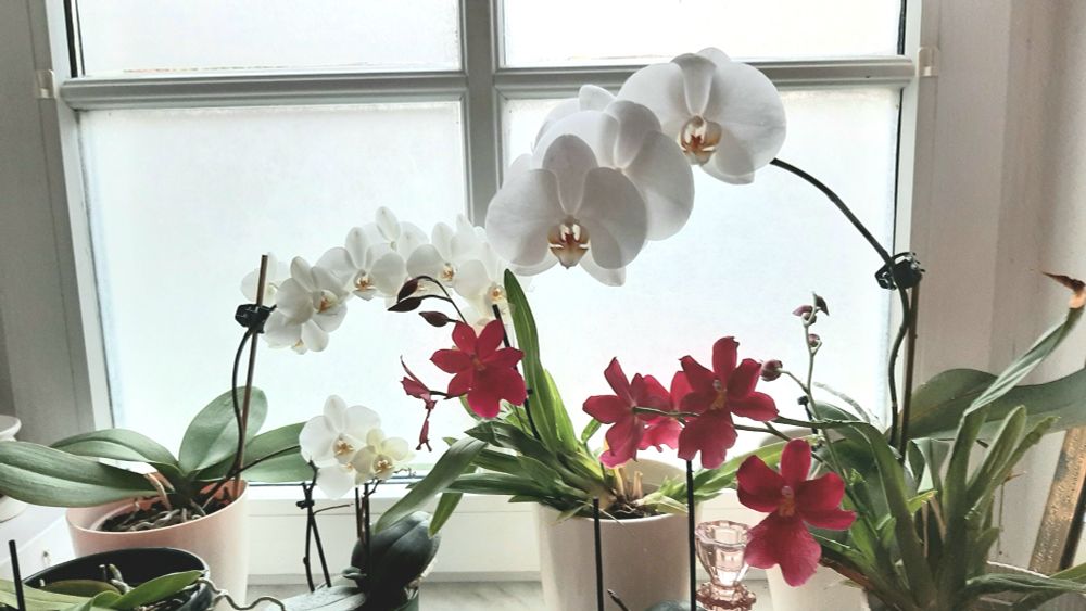 Blühende Orchideen auf einem Fensterbrett. 2 weisse Phalenopsis blühen und 2 tiefrote Orchideen mit mehreren Trieben. Im Hintergrund der untere Teil eines Fensters mit Sprossen.