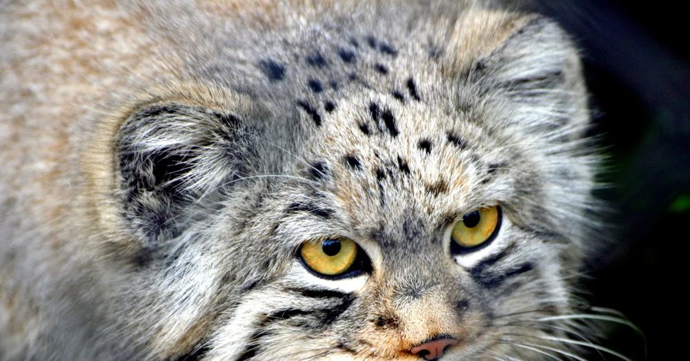 a close-up of the upper face of a very fluffy brown-grey cat with what looks convincingly like a flat stare