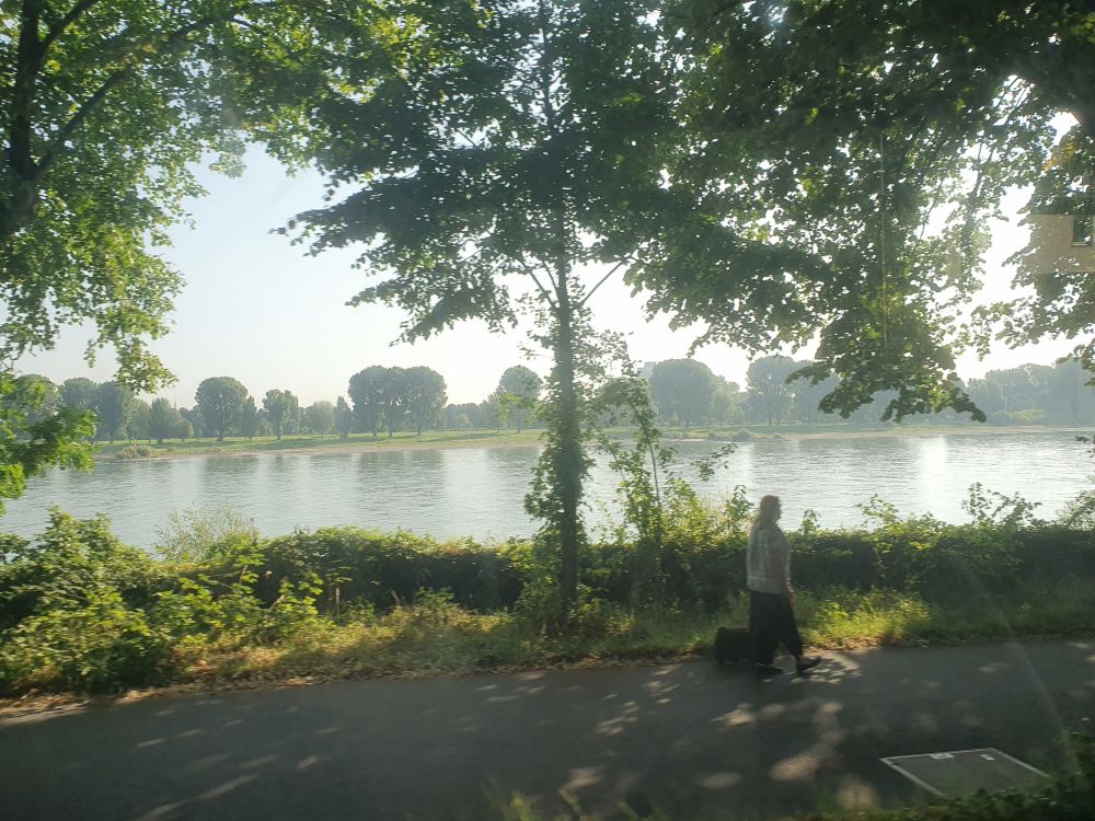 Blick aus der Straßenbahn auf den Rhein. Ein schattiger Weg unter Lindenbäumen im Vordergrund, in mattem Grün die Bäume der anderen Rheinseite, dazwischen da silbrige Band des Rheins, in dem sich die Bäume spiegeln. 