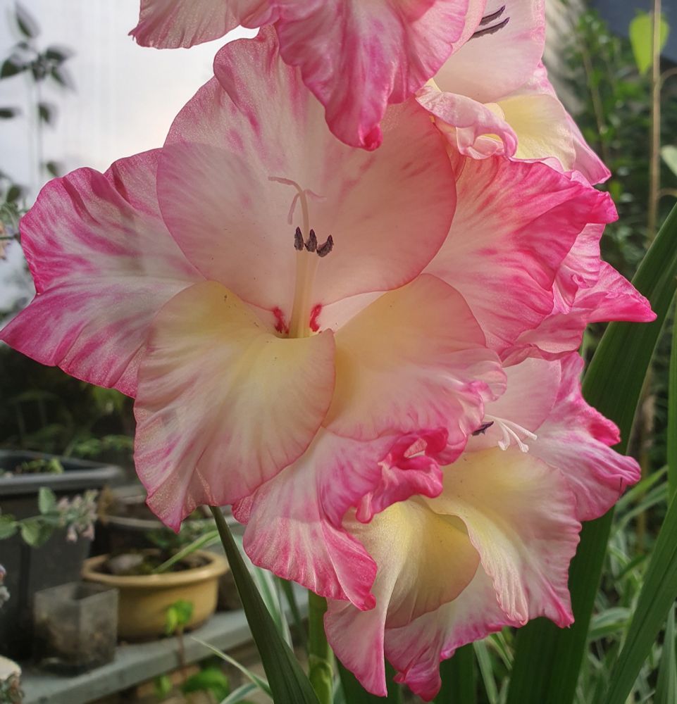 Gladiolenblüten, innen gelb, außen rosa. 