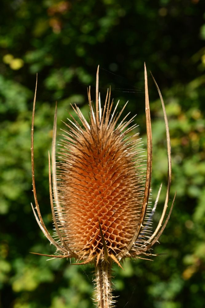 Brauner Samenstand einer Distel mit regelmäßigen Kammern für die Samen. Grüner unscharfer Hintergrund.