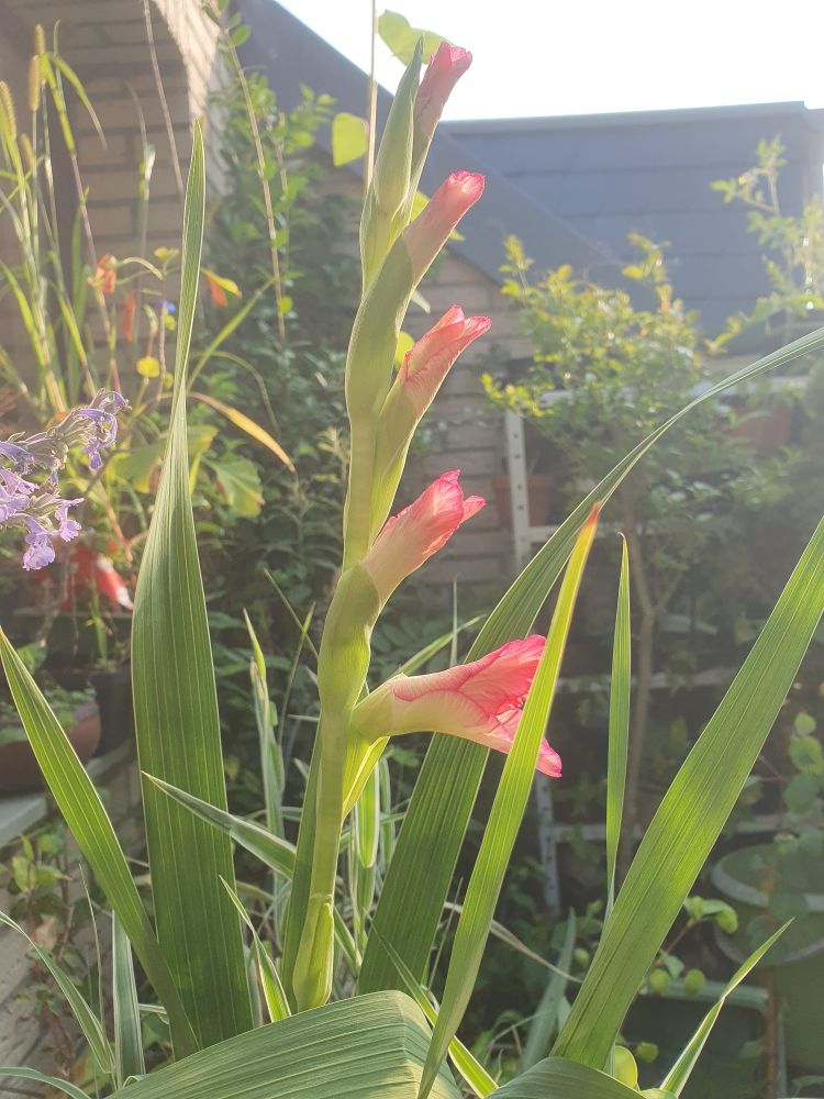 Eine Gladiole kurz vorm Aufblühen im Gegenlicht auf dem Balkon. 