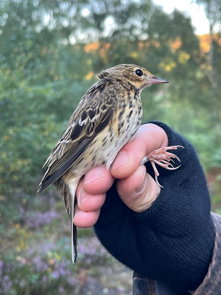 Tree Pipit 