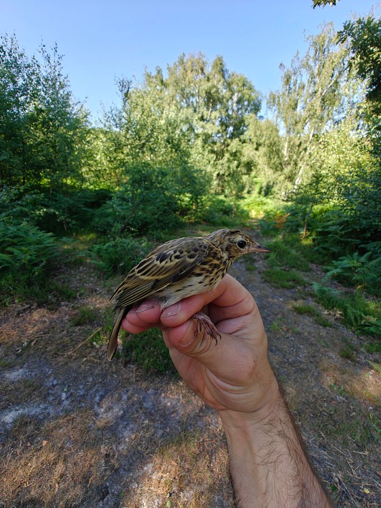 Tree Pipit