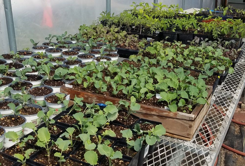 A nursery table full of tomato, pepper, broccoli, kale, and cabbage seedlings.