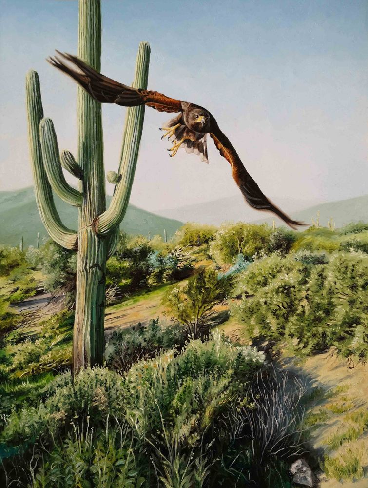 Harris hawk flying away, with a huge cactus in the middle of the Sonora dessert
