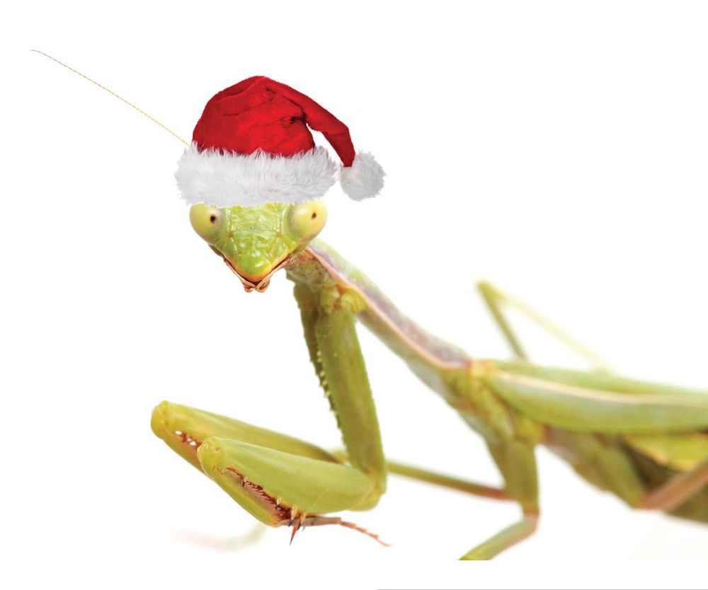 Mantis in Santa hat 
