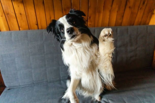 A border collie raising a paw and sitting on a blueish grey couch in front of a wood panel wall