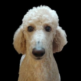 a poodle looking at you awaiting attention.