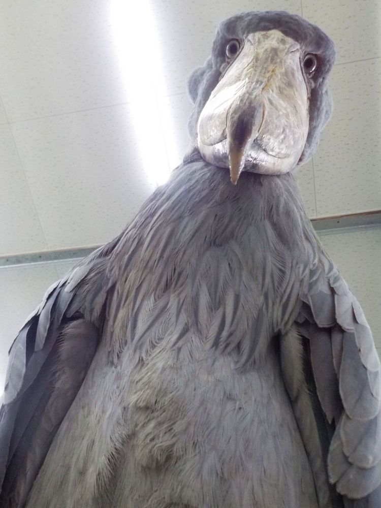 A shoebill stork looking down upon you. 