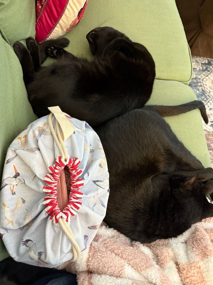 Two black cats on a green couch. There is a drawstring bag next to them. The bottom cat is snuggling with my leg whilst the top cat is fast asleep and the belly is not a trap. 