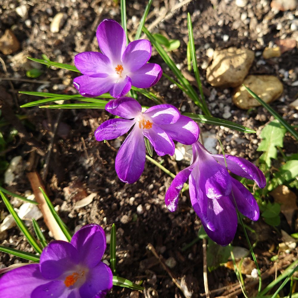 Four purple crocuses 