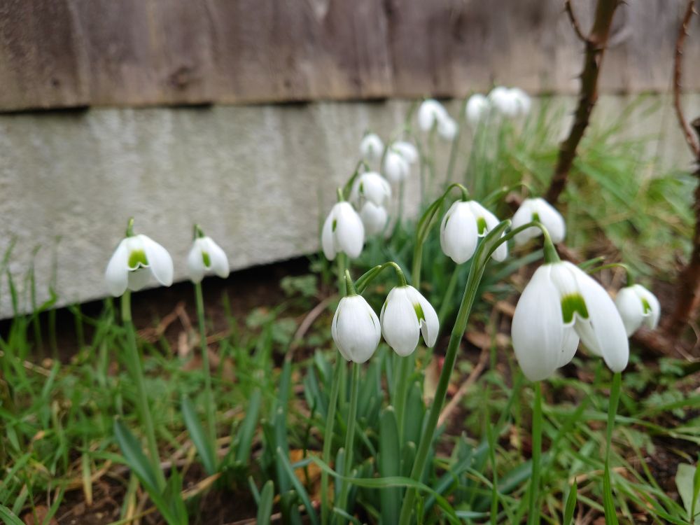 Cluster of snowdrops