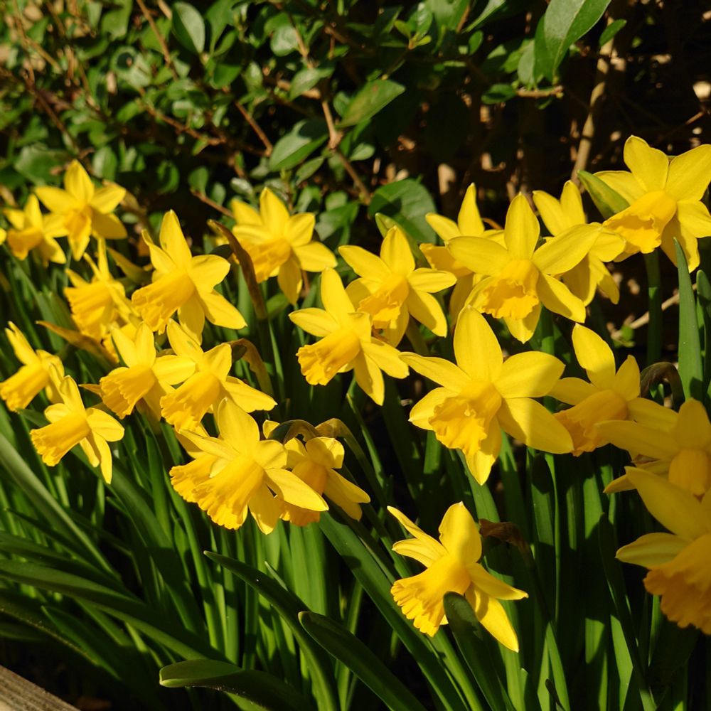 A group of bright yellow daffodils.