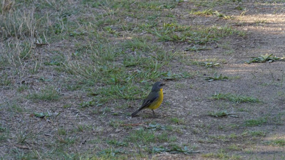A grey and yellow bird, facing right.
