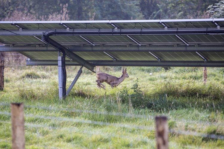 Photograph of a deer frolicking	through a solar farm