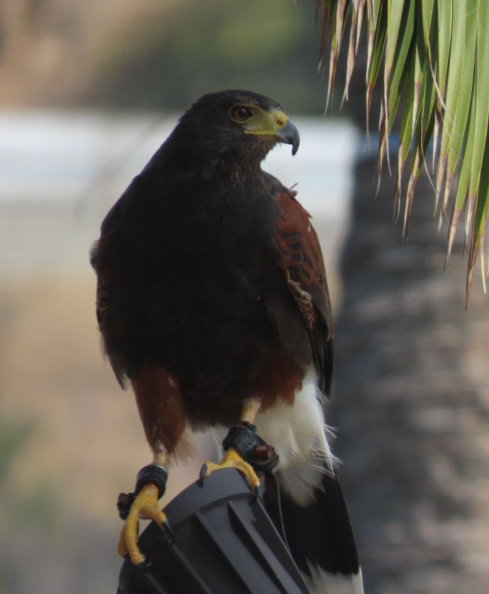 Photo of a hawk or a falcon, perched on spotlighting up in a palm tree.  The bird has strong yellow claws and ankles, with leather jesses on both feet.  The front breast of the bird is mostly black, shading to reddish-brown on the upper legs and wings.  Heiney end is white underneath, with white and black visible on a fairly long tail. Head is black, eyes are brown, and the beak is yellow by the face, darkening to black at the strongly hooked end.