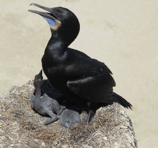 a brandt's cormorant sitting on its nest with two baby cormorants visible underneath.  the adult is shiny black, with a substantial hooked bill and a bright blue patch on its chin, with a ring of buff colored feathers around the blue.  it is squawking to the heavens and the two baby cormorants below it look like naked scaly little dinosaurs, truly "ugly"! One of the babies is tilting its head up hoping for food, nad the other is still snuggled under the adult.  They are in a nest built of seaweed, sand, and other dried plant matter that hangs off a cliff over the ocean (tho only the cliff is visible, blurred in the background)