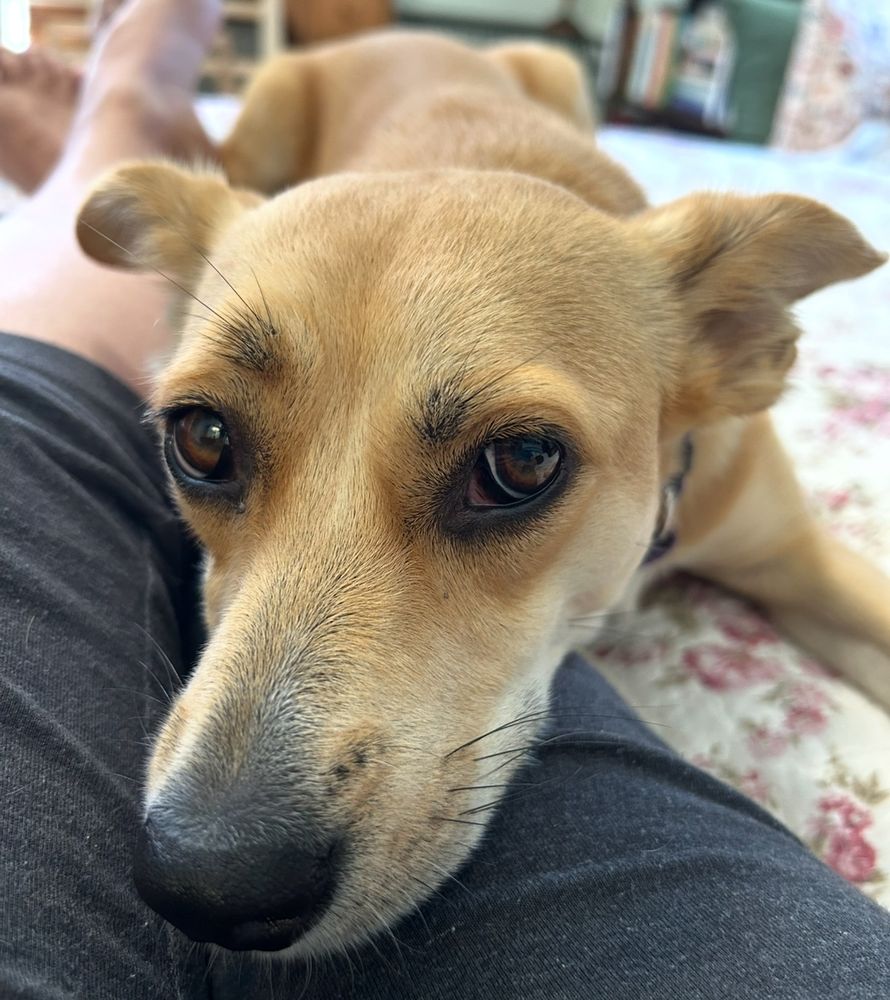 a small yellow terrier mix with big brown eyes is laying in someone’s lap looking up at them adoringly (in reality, i was eating chips and she wanted some 😂). her body is visible behind her but skewed due to camera perspective. 