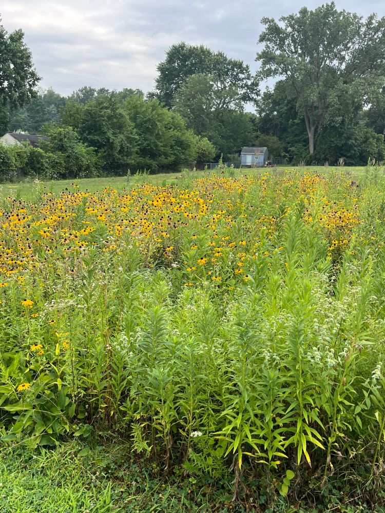 Native flowers growing on water authority property in Erie PA. 