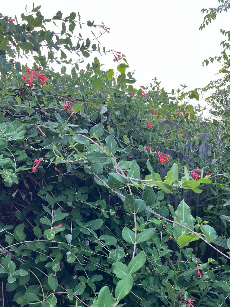 flowers on native climbing honeysuckle 