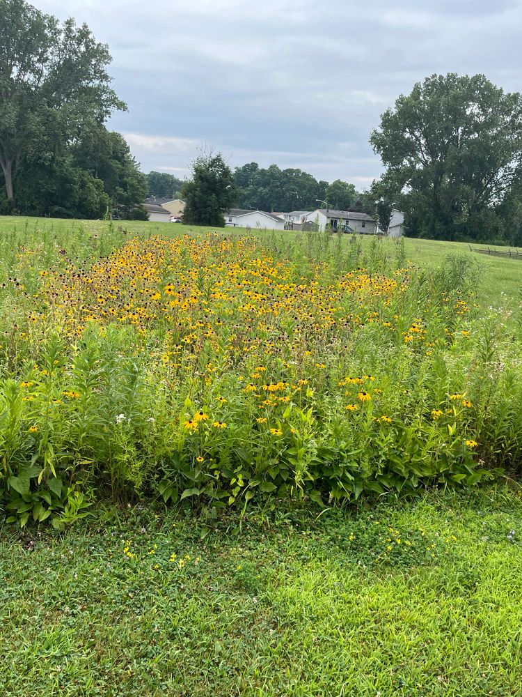 Native flowers growing on water authority property in Erie PA. 