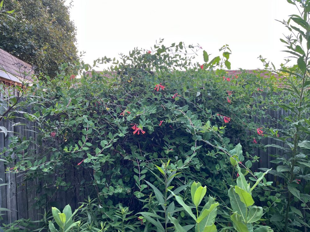 flowering climbing native honeysuckle 