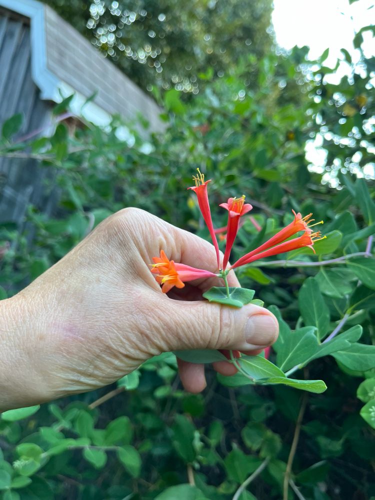 close up of flower of Native Climbing Honeysuckle