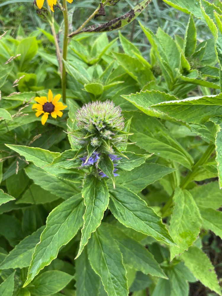 Native flowers growing on water authority property in Erie PA. 