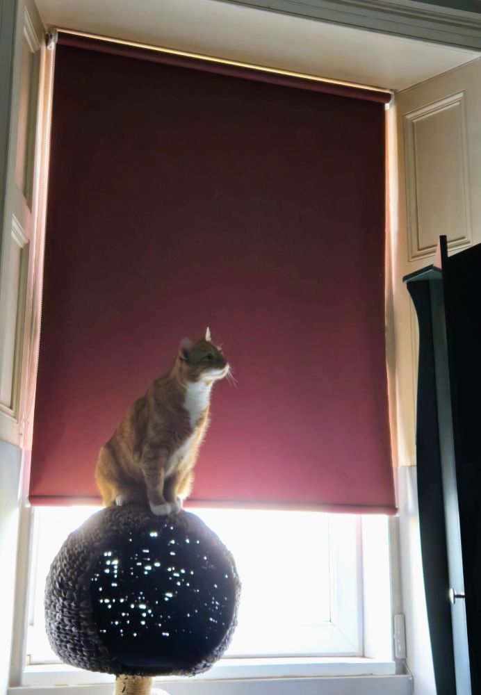 A ginger cat sat atop a cat tree looking up to the top of a wardrobe with a little 'maybe I will jump' look on his face.