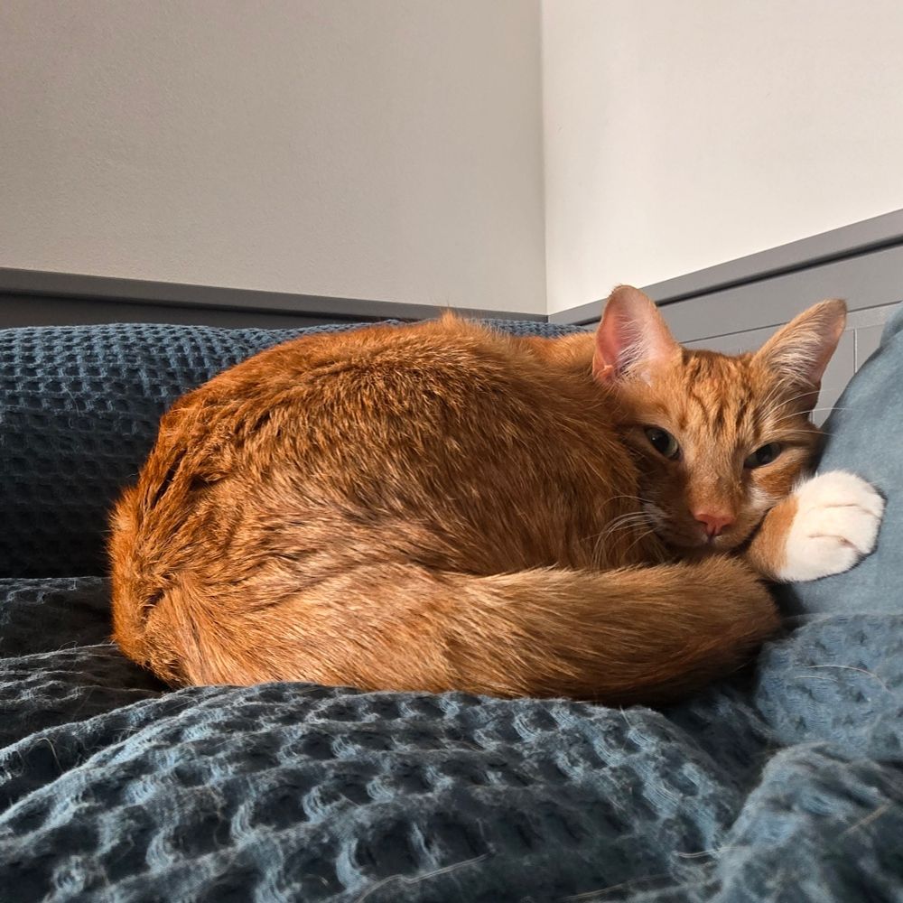 A curled up ginger cat lying on a blue blanket on a bed with his front paw on a cushion. 