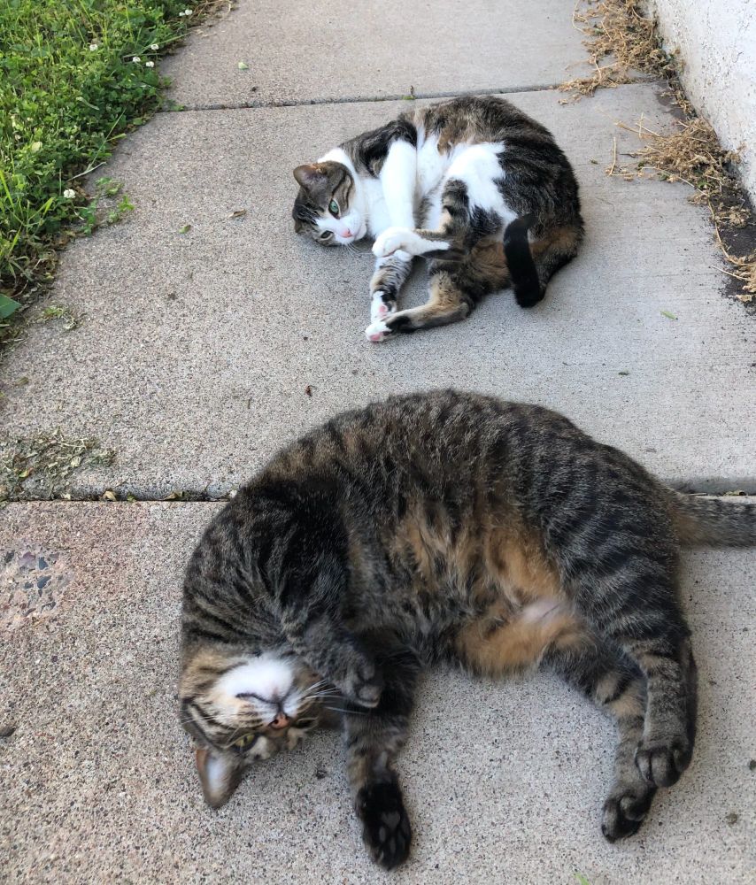 Two cats curled on their sides on a sidewalk. One is a tabby with a white face, and the other is half-white/half-tabby.