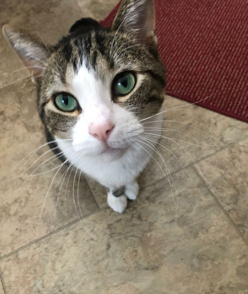 A tabby with white face and chest and beautiful green eyes.