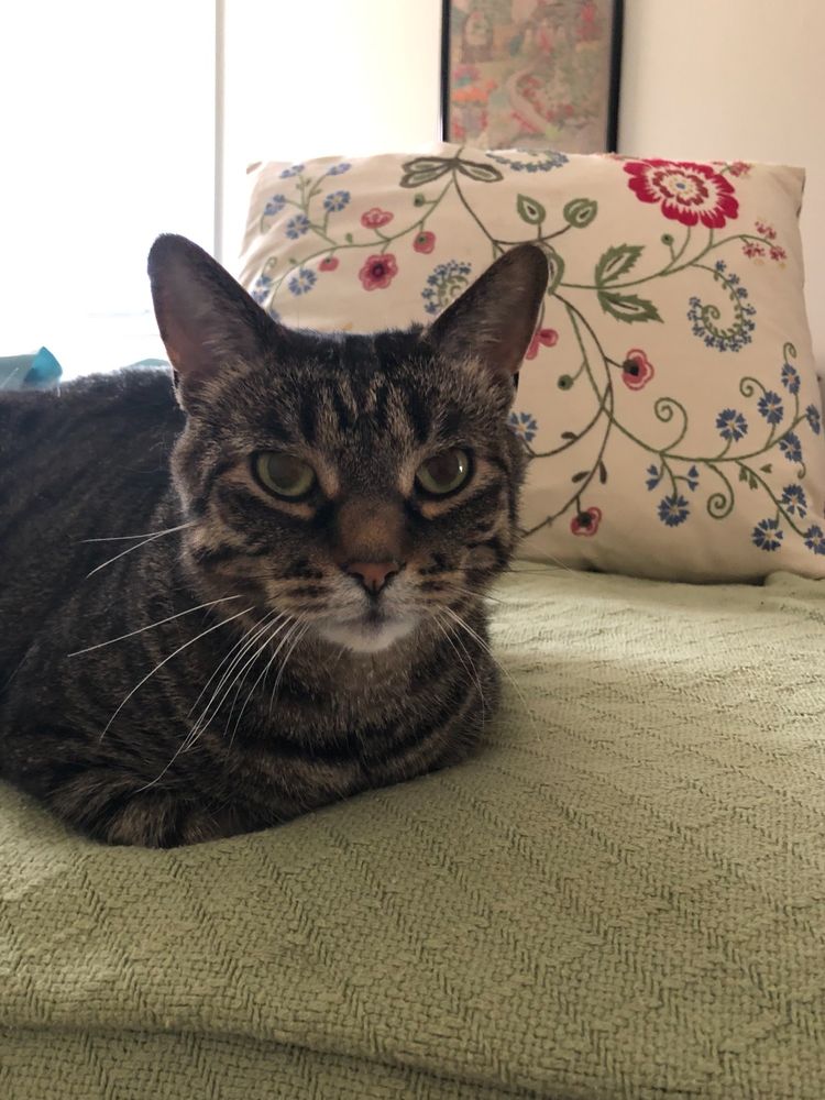 A tabby loafing on a bed.