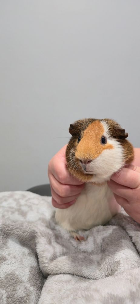 Berry the Guinea Pig
