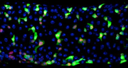 Confocal microscope image of a Drosophila midgut showing expression of a stem cell marker.