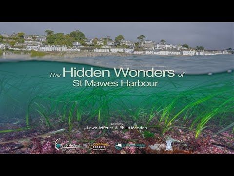 The Hidden Wonders of St Mawes Harbour