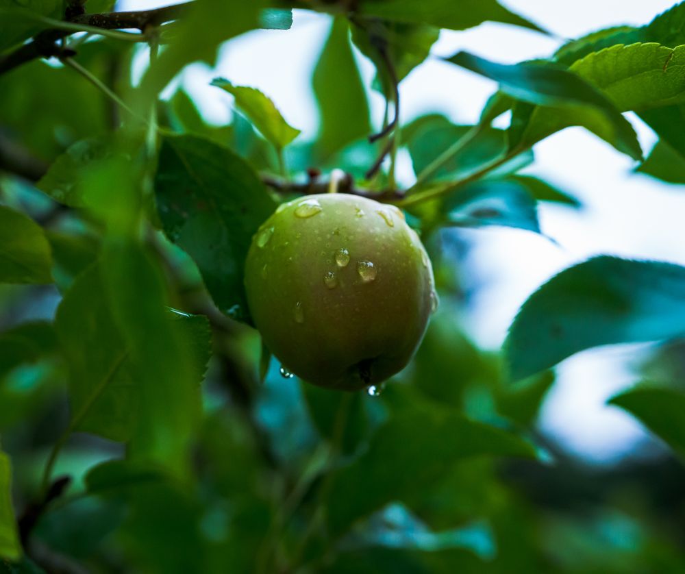 A lone apple on a tree in a gap in the leaves that lets the rain fall on the apple while the leaves around it have almost no rain on them 