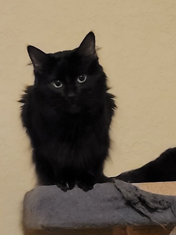 A very fluffy black cat perched on a cat tree staring at the camera