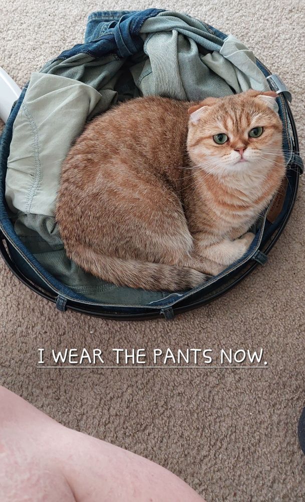 Uma -  a cinnamon/orange mackerel tabby patterned Scottish Fold cat is defiantly curled up inside my pants on the floor. Meme style caption " I WEAR THE PANTS NOW."