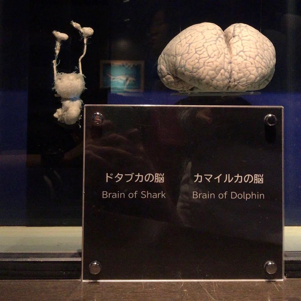 A museum display showing a size comparison between a shark brain and a dolphin brain. On the left is the small, stringy, and irregularly shaped brain of a shark. On the right is the much larger, smooth, and highly folded brain of a dolphin, resembling a human brain. Below the specimens is a black placard with Japanese and English labels that read “Brain of Shark” and “Brain of Dolphin.” The contrast highlights the significant difference in brain size and complexity between the two animals.