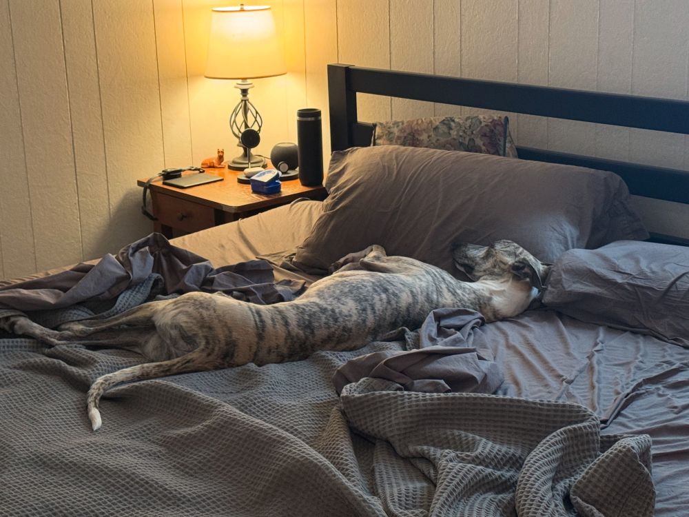 A fawn brindle whippet lies stretched out on a human bed atop blue-grey sheets and blanket, his back to the camera and his head propped up on a pillow.