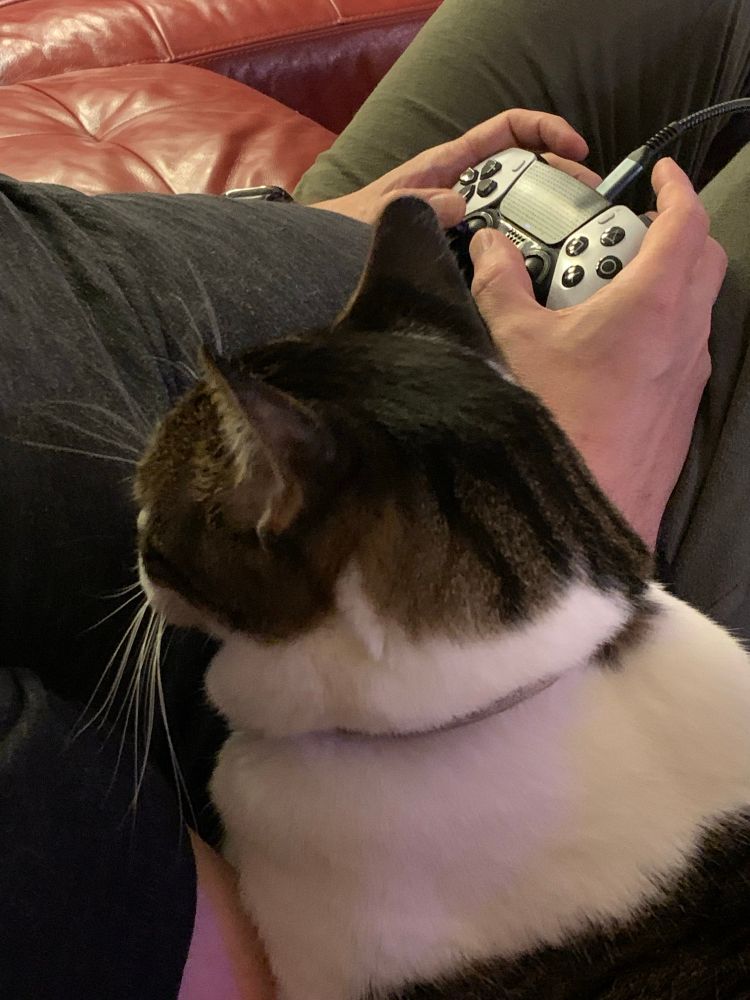 A tabby and white cat’s head in front of a pair of hands holding a video game controller